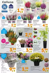 Gazetka promocyjna  - Gazetka - ważna od 28.09 do 28.09.2024 - strona 10 - produkty: beere, beeren, bio, Blüte, brombeere, brombeeren, chrysanthemen, Container, Draht, Garten, himbeer, himbeere, himbeeren, johannisbeere, Johannisbeeren, leine, LG, obst, pflanze, pflanzen, Pflanztopf, saro, Schal, Schale, Ti, topf