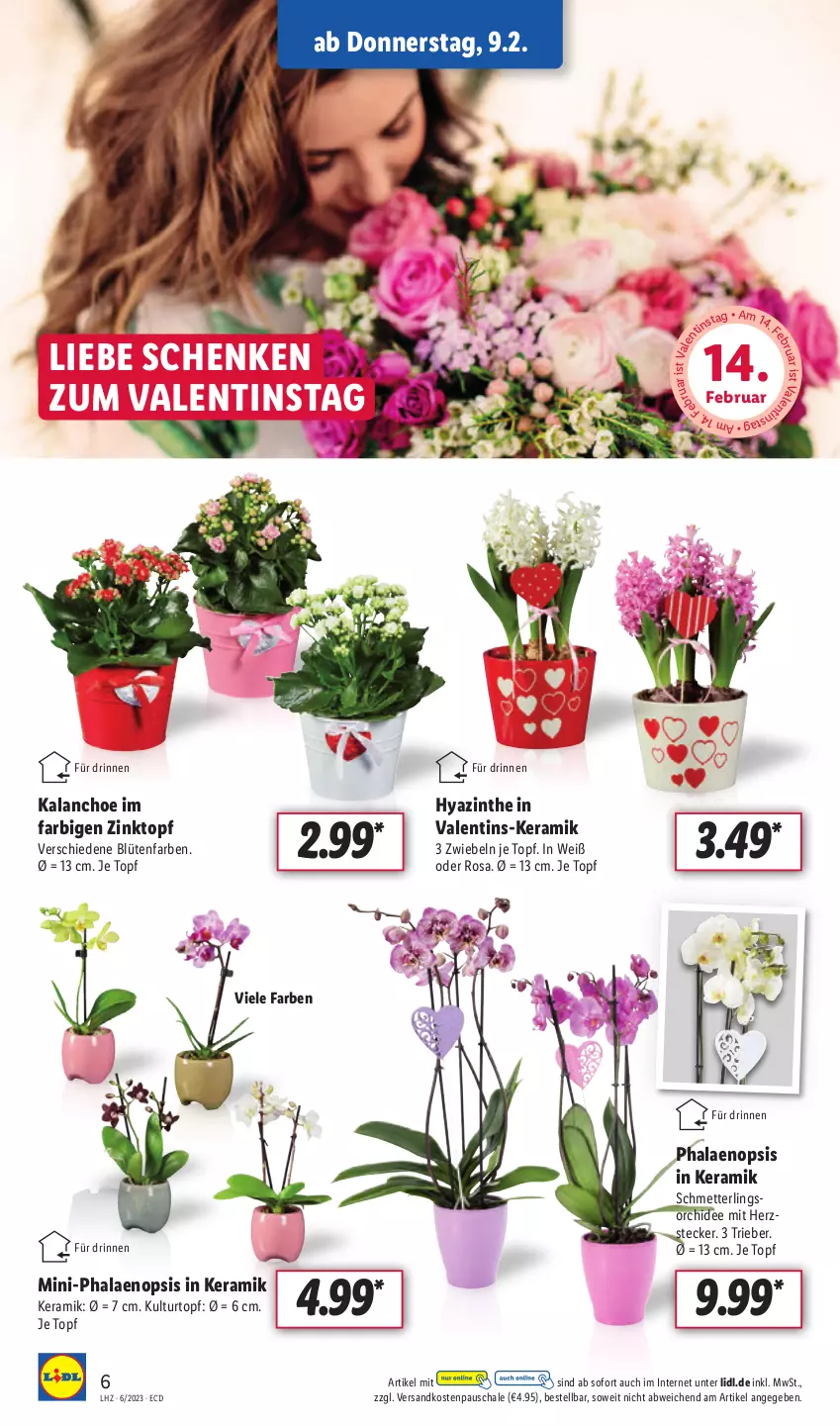 Aktueller Prospekt Lidl - Aktionsprospekt - von 06.02 bis 11.02.2023 - strona 6 - produkty: Blüte, Kalanchoe, kulturtopf, Mett, ndk, orchidee, phalaenopsis, Schal, Schale, Schmetterling, Ti, topf, zwiebel, zwiebeln