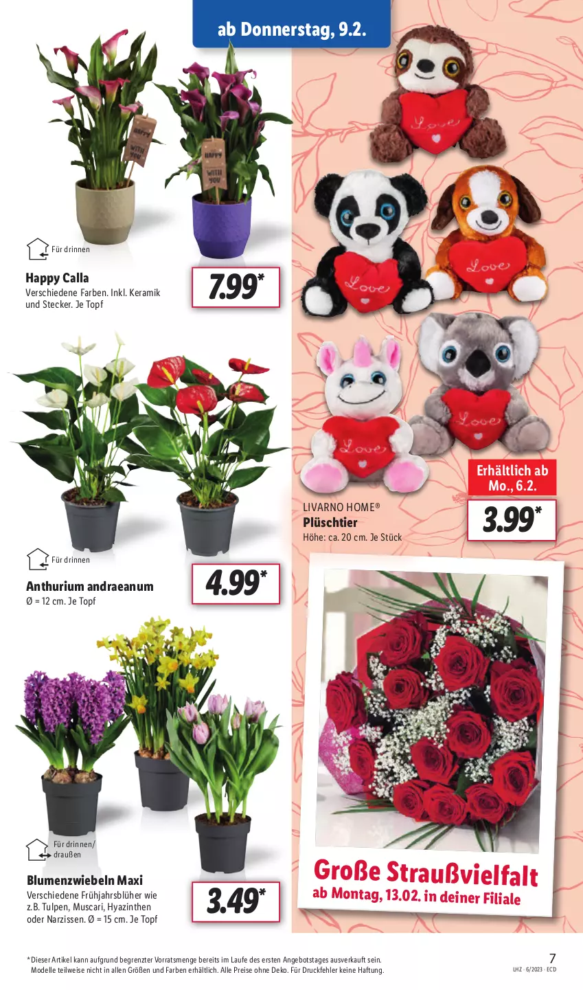 Aktueller Prospekt Lidl - Aktionsprospekt - von 06.02 bis 11.02.2023 - strona 7 - produkty: angebot, blume, blumen, dell, eis, elle, Mode, Narzissen, Plüsch, reis, Ti, topf, ZTE, zwiebel, zwiebeln