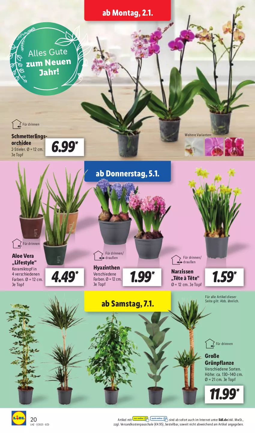 Aktueller Prospekt Lidl - Aktionsprospekt - von 02.01 bis 07.01.2023 - strona 22 - produkty: aloe vera, Mett, Narzissen, ndk, orchidee, pflanze, Ria, Schal, Schale, Schmetterling, schmetterlingsorchidee, Ti, topf