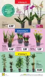 Gazetka promocyjna Lidl - Aktionsprospekt - Gazetka - ważna od 07.01 do 07.01.2023 - strona 22 - produkty: aloe vera, Mett, Narzissen, ndk, orchidee, pflanze, Ria, Schal, Schale, Schmetterling, schmetterlingsorchidee, Ti, topf