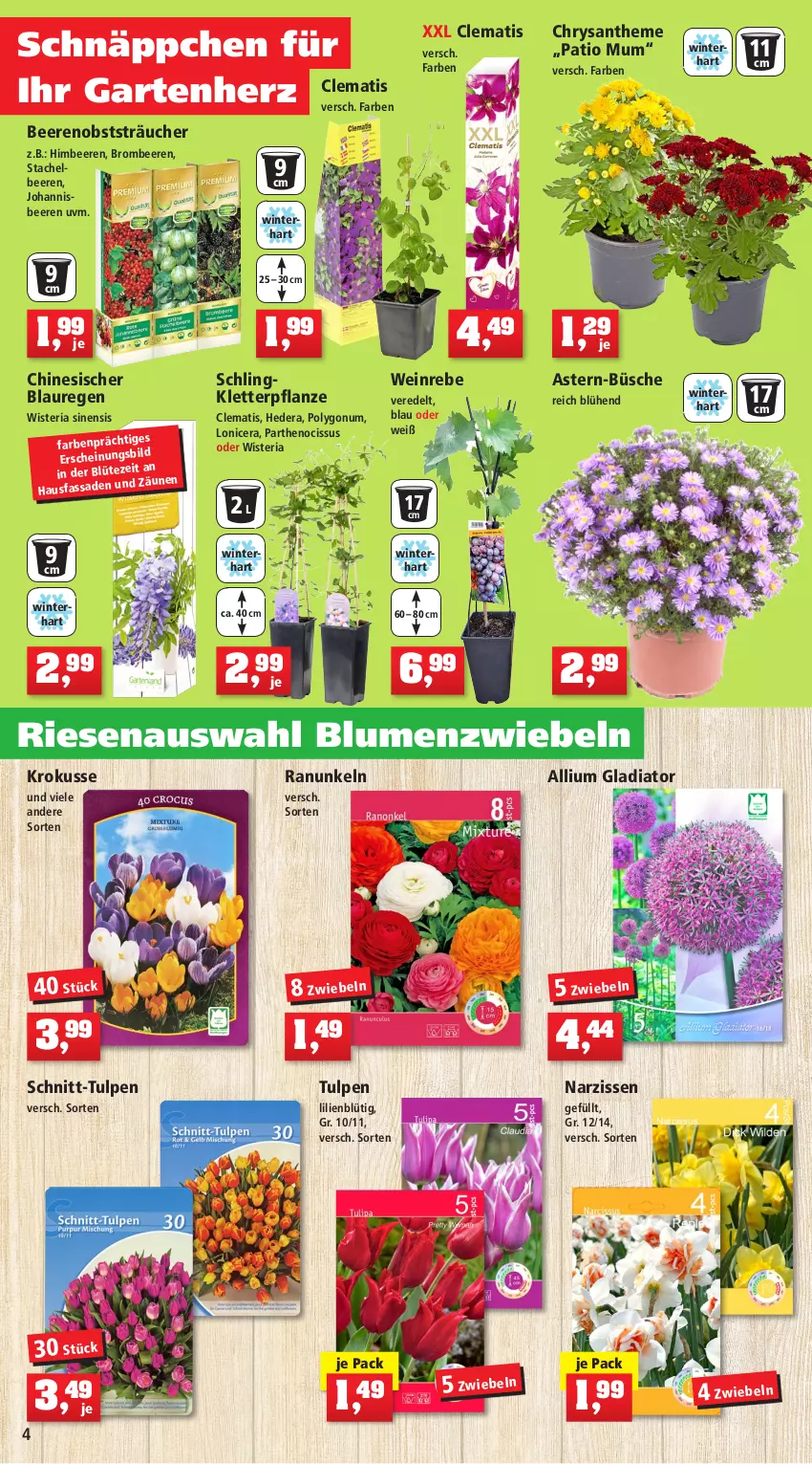 Aktueller Prospekt Thomas Philipps - Prospektwerbung - von 26.09 bis 01.10.2022 - strona 4 - produkty: beere, beeren, Behälter, blume, blumen, Blumentreppe, Blüte, boss, Brei, brombeere, brombeeren, Container, dünger, edelstahl, eis, elle, ente, flieder, gabel, Garten, heinz, himbeer, himbeere, himbeeren, Holz, johannisbeere, Johannisbeeren, jumbo, kirsch, Narzissen, obst, pflanze, reis, Ria, Schere, schnäppchen, Spaten, Stachelbeeren, Teleskop, Ti, wein, Winterschutz, zwiebel, zwiebeln