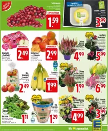 Gazetka promocyjna Edeka - Prospekte - Gazetka - ważna od 20.09 do 20.09.2025 - strona 5 - produkty: Alpenveilchen, ananas, apfel, beutel, bio, chrysanthemen, Draht, eis, fleisch, Nektar, nektarinen, oder pfirsiche, petersilie, pfirsich, pfirsiche, Pink Lady, salat, Schal, Schale, tafeläpfel, Ti, topf