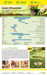 Gazetka promocyjna Lidl - Ab in den Garten - Gazetka - ważna od 01.05 do 01.05.2022 - strona 19 - produkty: auer, Bad, eis, elle, erde, feldsalat, fenster, Garten, Gewächshaus, gurke, kartoffel, kartoffeln, knoblauch, kopfsalat, korb, leine, möhren, paprika, perlen, petersilie, pflanze, pflanzen, pool, pril, Radicchio, radieschen, Rauch, ring, rote bete, salat, schnittlauch, Ti, tomate, Untersetzer, wasser, zucchini, zwiebel, zwiebeln