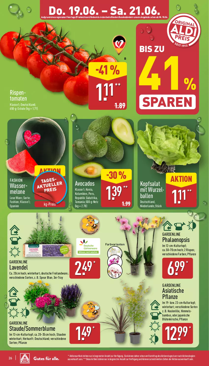 Aktueller Prospekt Aldi Nord - Von Montag - von 16.06 bis 21.06.2025 - strona 26 - produkty: angebot, angebote, avocado, avocados, ball, bambus, blume, Blüte, eier, eis, gin, kirsch, kirsche, kopfsalat, kulturtopf, lavendel, melone, pflanze, phalaenopsis, reis, Ria, rispentomaten, salat, Schal, Schale, stauden, Ti, tisch, tomate, tomaten, topf, wasser, wassermelone, ZTE