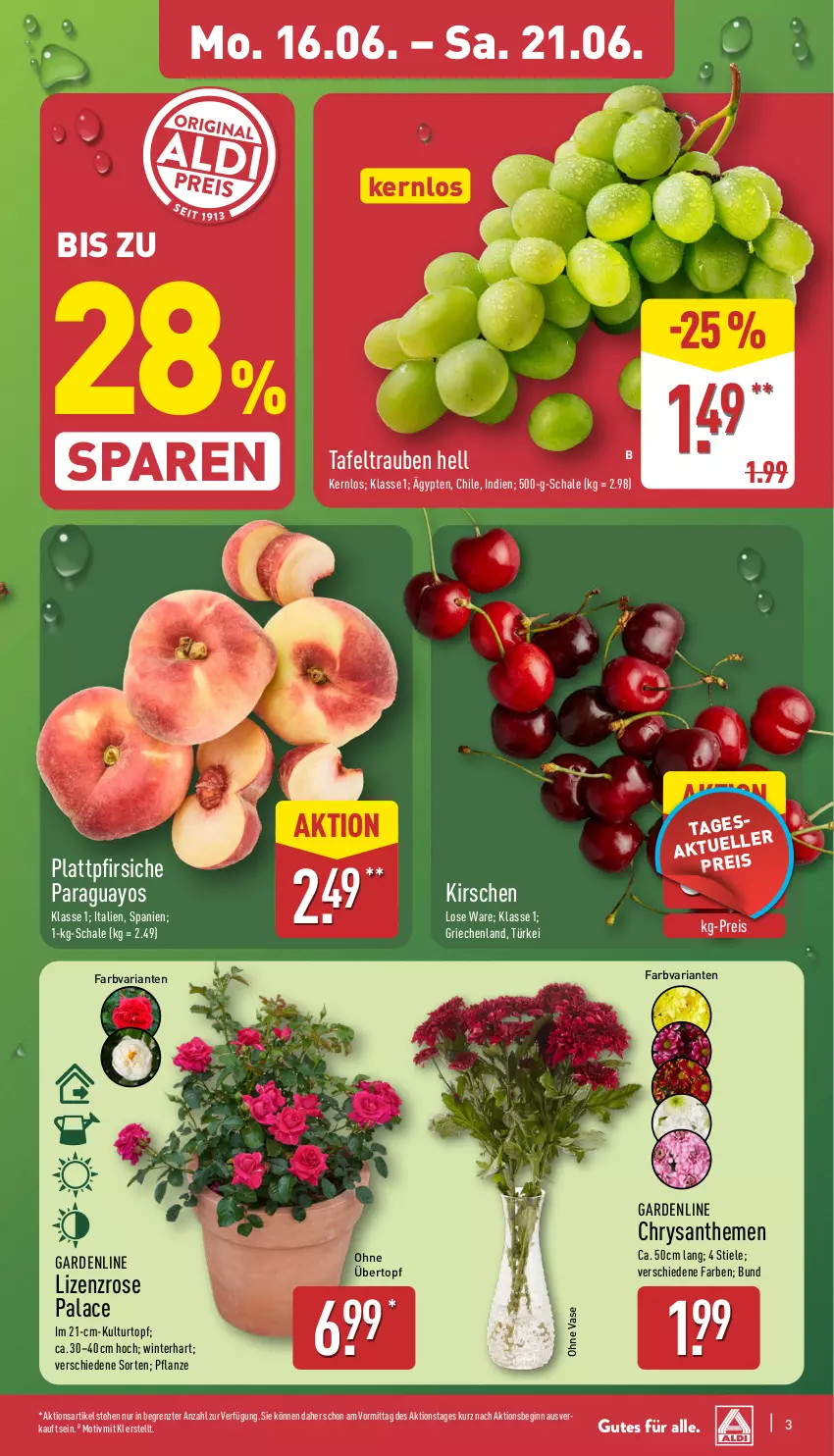 Aktueller Prospekt Aldi Nord - Von Montag - von 16.06 bis 21.06.2025 - strona 3 - produkty: chrysanthemen, eis, gin, kirsch, kirsche, kirschen, kulturtopf, paraguayos, pfirsich, pfirsiche, pflanze, plattpfirsiche, reis, Ria, Schal, Schale, tafeltrauben, Ti, topf, trauben, übertopf, Vase, Yo, ZTE