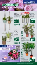 Gazetka promocyjna Aldi Nord - Aldi-Aktuell - Gazetka - ważna od 02.07 do 02.07.2022 - strona 13 - produkty: aldi, blume, blumen, Blüte, Brei, eis, elle, erde, Ficus, hero, kulturtopf, LG, Pachira, Pfingstrosen, pflanze, pflanzen, reis, rosen, Ti, topf, übertopf, uhr, Vase