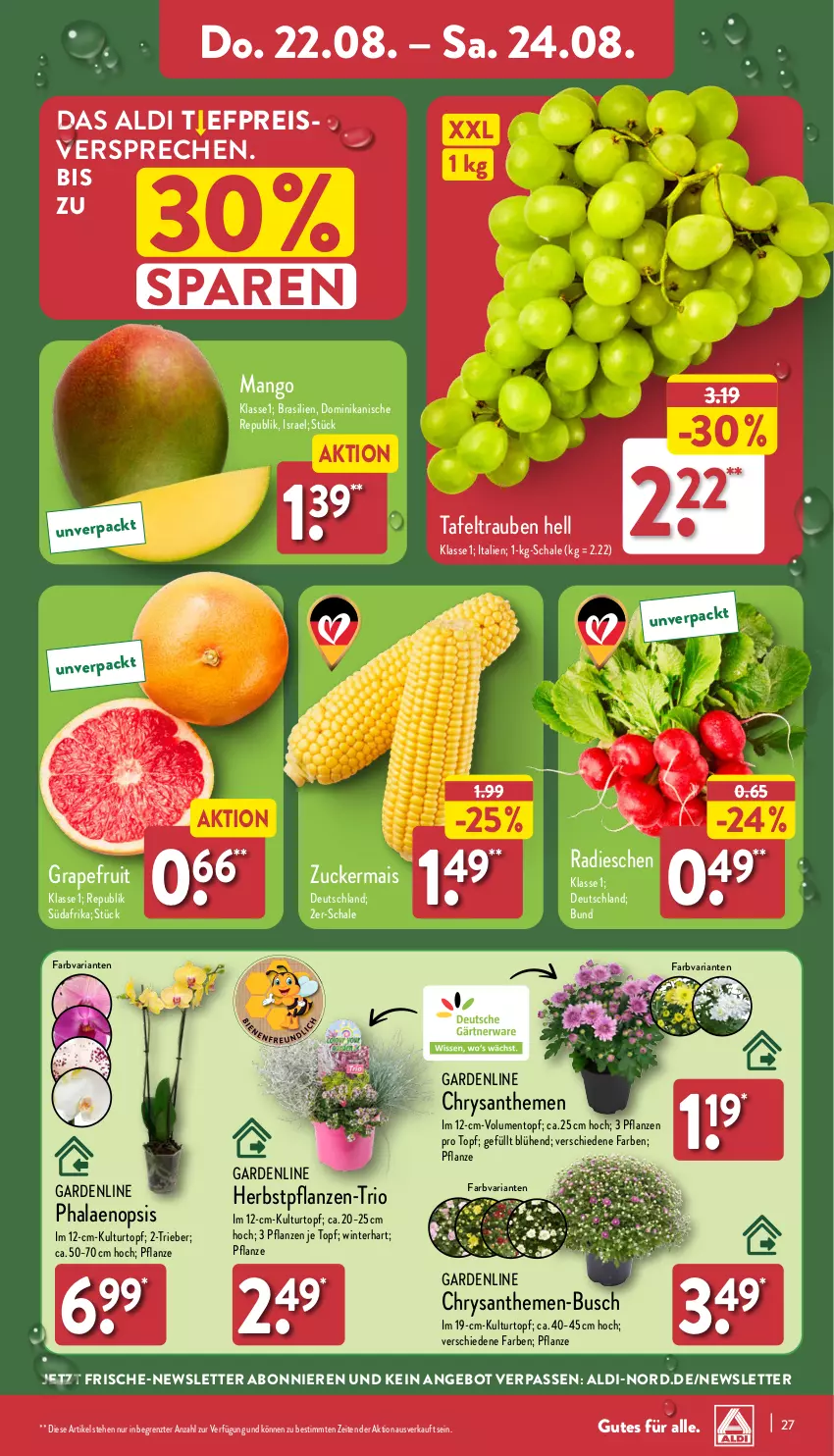 Aktueller Prospekt Aldi Nord - Von Montag - von 19.08 bis 24.08.2024 - strona 27 - produkty: aldi, angebot, chrysanthemen, eis, grapefruit, kulturtopf, mais, mango, pflanze, pflanzen, phalaenopsis, radieschen, reis, Ria, Schal, Schale, tafeltrauben, Ti, topf, trauben, ZTE, zucker, zuckermais