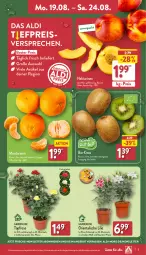 Gazetka promocyjna Aldi Nord - Von Montag - Gazetka - ważna od 24.08 do 24.08.2024 - strona 3 - produkty: aldi, angebot, bio, eis, fleisch, gin, kiwi, kulturtopf, mandarine, mandarinen, Nektar, nektarinen, pflanze, reis, Ria, Schal, Schale, Ti, topf, trolli, Tüte, ZTE