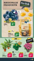 Gazetka promocyjna Netto - Woche 33 - Gazetka - ważna od 17.08 do 17.08.2024 - strona 3 - produkty: eis, kartoffel, kartoffeln, korb, sac, speisekartoffeln, Thea