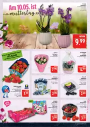Gazetka promocyjna Marktkauf - Prospekt - Gazetka - ważna od 09.05 do 09.05.2026 - strona 4 - produkty: Bau, beere, beeren, brombeere, brombeeren, deka, driscoll's, erdbeere, erdbeeren, heidelbeere, heidelbeeren, honig, Honigtomaten, hortensie, korb, orchidee, phalaenopsis, tafeläpfel, Tasche, Ti, tomate, tomaten, topf, tragetasche, ZTE
