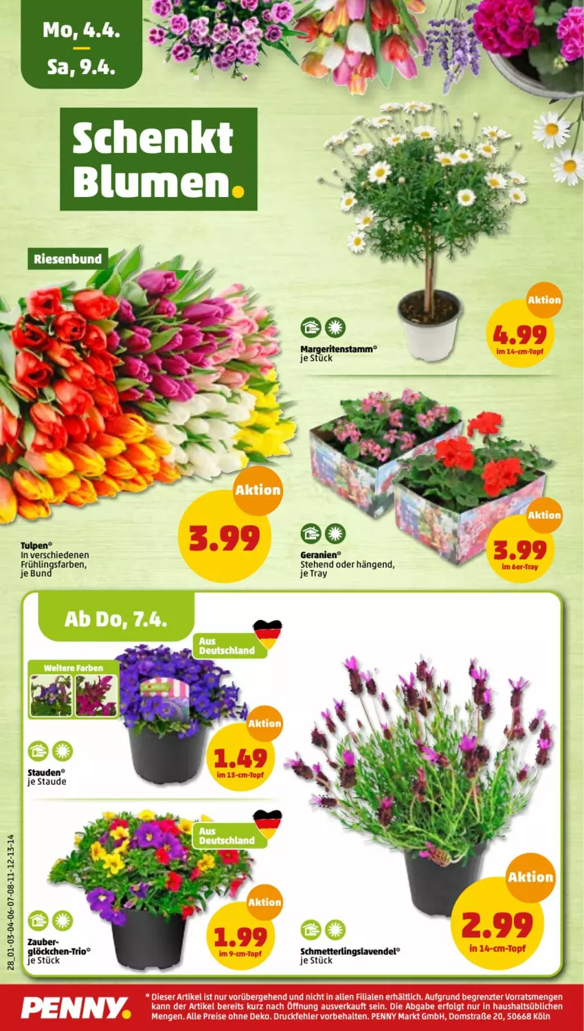 Aktueller Prospekt Penny - Prospekte - von 04.04 bis 09.04.2022 - strona 28 - produkty: geranie, geranien, lavendel, Mett, Schmetterling, stauden