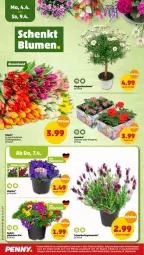 Gazetka promocyjna Penny - Prospekte - Gazetka - ważna od 09.04 do 09.04.2022 - strona 28 - produkty: geranie, geranien, lavendel, Mett, Schmetterling, stauden
