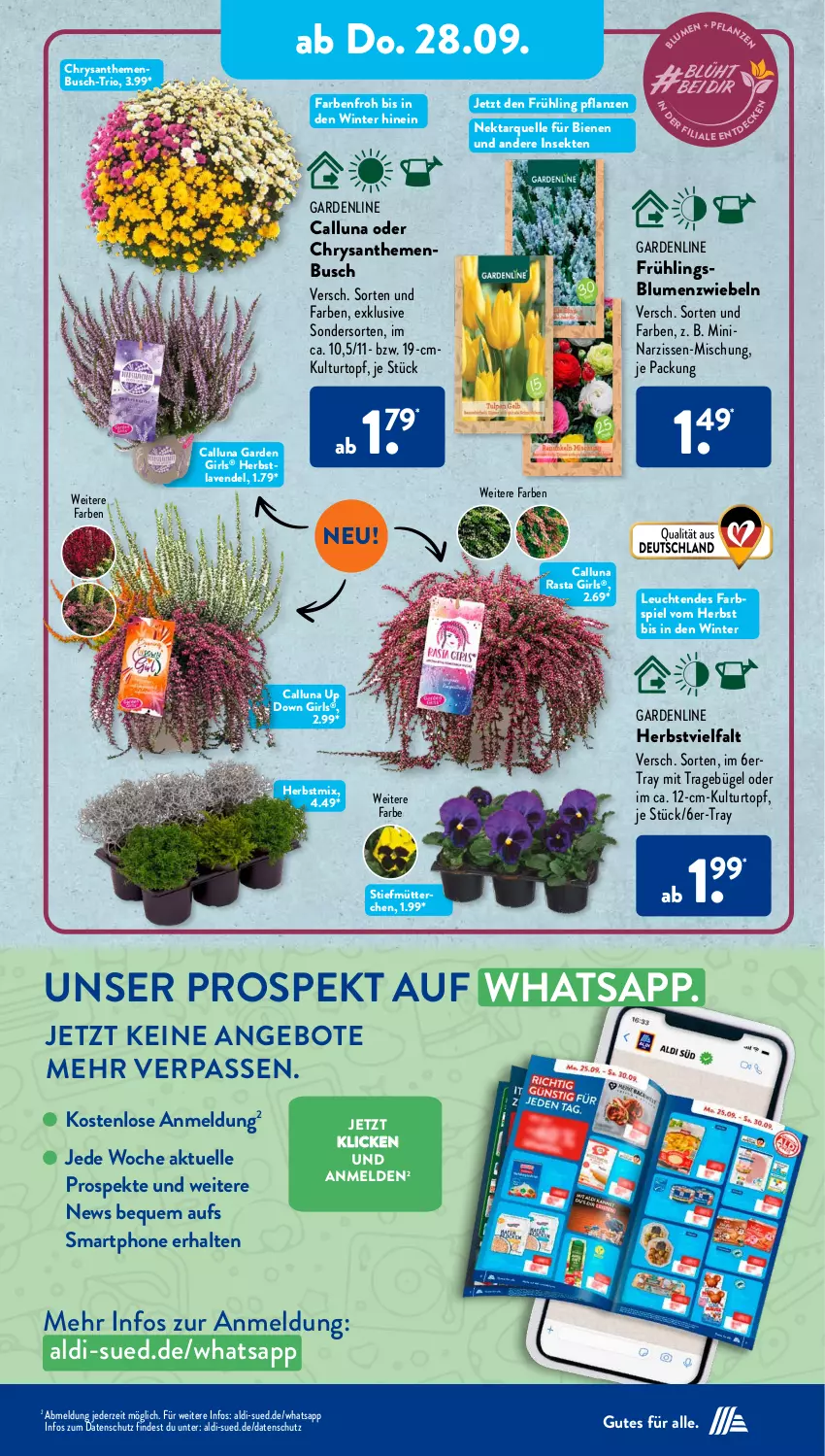 Aktueller Prospekt AldiSud - NÄCHSTE WOCHE - von 25.09 bis 30.09.2023 - strona 26 - produkty: aldi, angebot, angebote, blume, blumen, bügel, chrysanthemen, elle, kulturtopf, lavendel, Leuchte, leuchten, Narzissen, Nektar, pflanze, pflanzen, sekt, smartphone, Ti, topf, zwiebel, zwiebeln