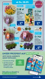 Gazetka promocyjna AldiSud - NÄCHSTE WOCHE - Gazetka - ważna od 30.09 do 30.09.2023 - strona 26 - produkty: aldi, angebot, angebote, blume, blumen, bügel, chrysanthemen, elle, kulturtopf, lavendel, Leuchte, leuchten, Narzissen, Nektar, pflanze, pflanzen, sekt, smartphone, Ti, topf, zwiebel, zwiebeln