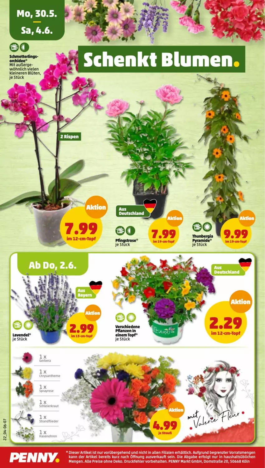 Aktueller Prospekt Penny - Prospekte - von 30.05 bis 04.06.2022 - strona 26 - produkty: Blüte, eier, flieder, Gerber, Kraut, lavendel, leine, Mett, orchidee, pflanze, pflanzen, Schmetterling, topf