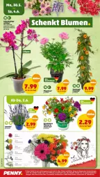 Gazetka promocyjna Penny - Prospekte - Gazetka - ważna od 04.06 do 04.06.2022 - strona 26 - produkty: Blüte, eier, flieder, Gerber, Kraut, lavendel, leine, Mett, orchidee, pflanze, pflanzen, Schmetterling, topf
