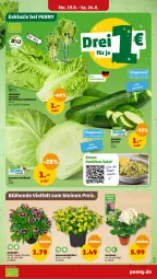 Gazetka promocyjna Penny - Prospekte - Gazetka - ważna od 24.08 do 24.08.2024 - strona 3 - produkty: hortensie, natur, tee, topf, Weißkohl