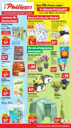 Gazetka promocyjna Thomas Philipps - Gazetka - ważna od 27.01 do 27.01.2024 - strona 1 - produkty: Bau, baumwolle, bett, bettwäsche, blume, blumen, dahlie, discount, eis, erdnuss, Garten, Gewächshaus, Gladiolen, Holz, kissen, Kissenbezug, Knödel, LG, matratze, matratzen, mehl, Meisenknödel, mikrofaser, Narzissen, nuss, Primeln, reis, sonnenblume, sonnenblumen, Sonnenblumenkerne, spannbettlaken, Ti, topf, Wild, wolle, zwiebel, zwiebeln