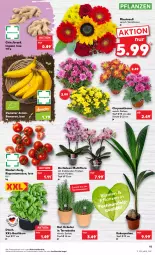 Gazetka promocyjna Kaufland - Gazetka - ważna od 07.09 do 07.09.2022 - strona 11 - produkty: angebot, angebote, banane, bananen, basilikum, blume, ingwer, kokos, kräuter, LG, orchidee, orchideen, pflanze, pflanzen, Ria, rispentomaten, Schal, Schale, Ti, tomate, tomaten, topf, topf ø 12 cm