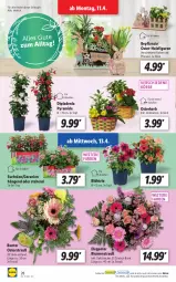 Gazetka promocyjna Lidl - Aktionsprospekt - Gazetka - ważna od 16.04 do 16.04.2022 - strona 28 - produkty: blume, blumen, Blumenstrauß, dekoration, dip, dipladenia, geranie, geranien, Holz, korb, ndk, pflanze, pflanzen, Schal, Schale, Ti, topf, ZTE