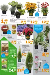 Gazetka promocyjna - Gazetka - ważna od 06.09 do 06.09.2025 - strona 10 - produkty: Bau, beutel, bio, Blüte, chrysanthemen, Draht, dünger, Echinacea, ente, Garten, hortensie, hydrangea, hydrangea macrophylla, Konifere, kraft, Kraut, mac, orchidee, phalaenopsis, rasen, rasendünger, sac, SANTE, Schmuck, Ti, topf