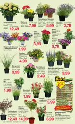 Gazetka promocyjna Jawoll - Prospekte - Gazetka - ważna od 27.05 do 27.05.2023 - strona 6 - produkty: acer, Antirrhinum majus, auer, Bau, Bauer, blume, calibrachoa, Container, ente, geranie, Gerber, Heu, hortensie, HP, lavendel, LG, Pelargonium, petunie, pflanze, pflanzen, rel, rosen, rum, stauden, Strohblume, Ti, topf, zauberglöckchen