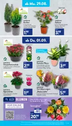 Gazetka promocyjna Aldi Nord - Aldi-Aktuell - Gazetka - ważna od 03.09 do 03.09.2022 - strona 15 - produkty: aldi, Alpenveilchen, blume, blumen, Blüte, Brei, chrysanthemen, eis, elle, erde, hero, Konifere, kulturtopf, LG, pflanze, reis, Ria, Schal, Schale, Ti, tisch, topf, Tüte, uhr