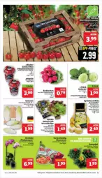 Gazetka promocyjna Marktkauf - Prospekt - Gazetka - ważna od 06.04 do 06.04.2024 - strona 15 - produkty: ball, Becher, deka, eier, eis, elle, feinschmecker, kartoffel, kartoffeln, kohlrabi, radieschen, reis, salat, tomate, tomaten