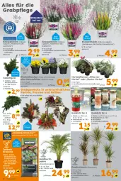 Gazetka promocyjna  - Gazetka - ważna od 26.10 do 26.10.2024 - strona 2 - produkty: auer, Bau, Blüte, decke, Deckel, Engel, erde, frucht, LG, pflanze, pflanzen, sac, Ti, topf