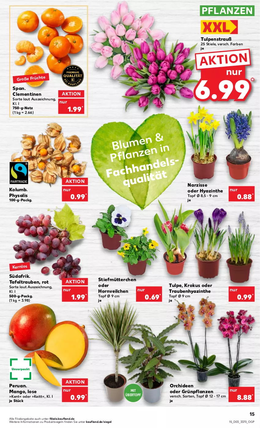 Aktueller Prospekt Kaufland - von 19.01 bis 25.01.2023 - strona 15 - produkty: angebot, angebote, clementinen, Grünpflanzen, mango, orchidee, orchideen, pflanze, pflanzen, Physalis, tafeltrauben, Ti, topf, trauben, übertopf