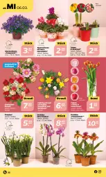 Gazetka promocyjna Netto - Woche 10 - Gazetka - ważna od 09.03 do 09.03.2024 - strona 22 - produkty: Alpenveilchen, auer, blume, Campanula, Narzissen, orchidee, Ria, Ti, topf, Vase