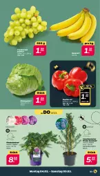 Gazetka promocyjna Netto - Woche 10 - Gazetka - ważna od 09.03 do 09.03.2024 - strona 3 - produkty: banane, bananen, eis, eisbergsalat, flieder, paprika, paprika rot, reis, Ria, salat, trauben