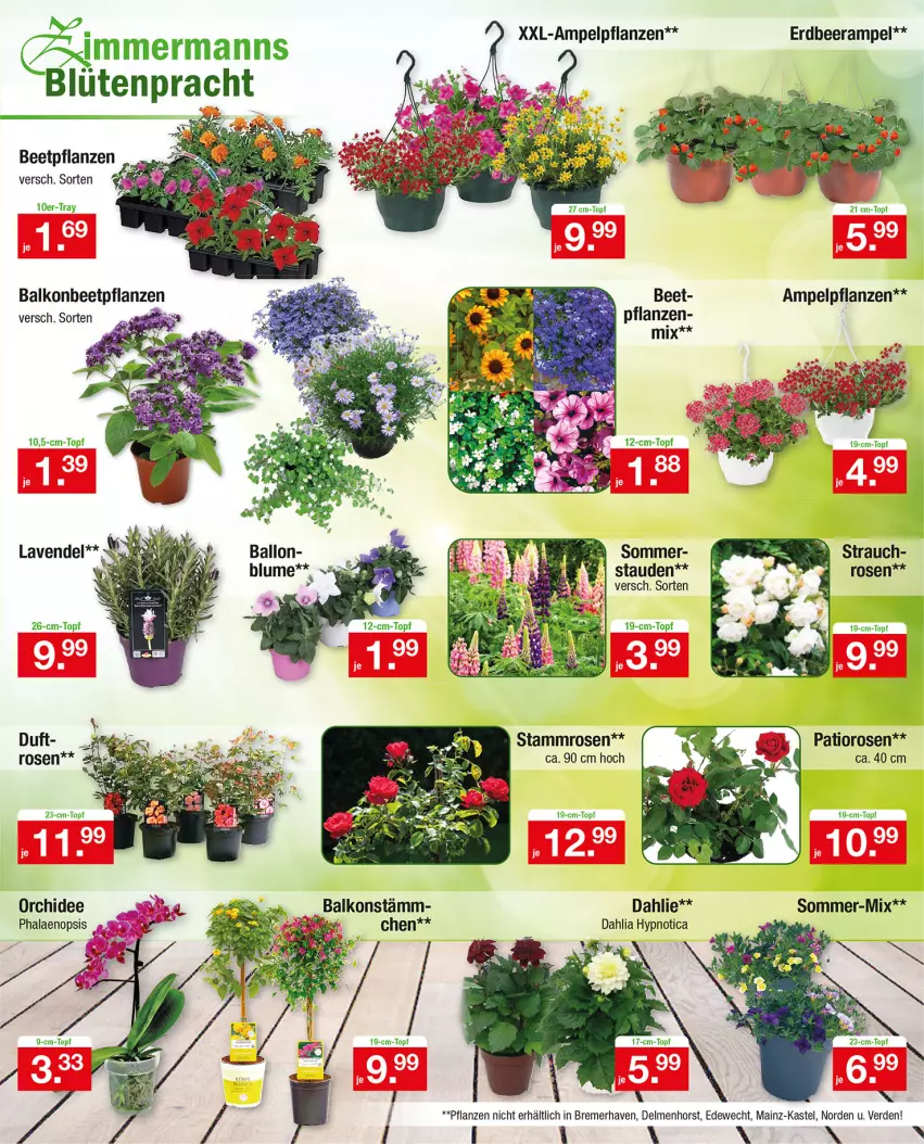 Aktueller Prospekt Zimmermann - Prospekte - von 09.05.2021 bis 14.05.2022 - strona 11 - produkty: beetpflanzen, dahlie, erde, orchidee, pflanze, pflanzen, phalaenopsis, Rauch, rosen, stauden, Ti, topf