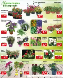 Gazetka promocyjna Zimmermann - Prospekte - Gazetka - ważna od 14.05 do 14.05.2022 - strona 11 - produkty: beetpflanzen, dahlie, erde, orchidee, pflanze, pflanzen, phalaenopsis, Rauch, rosen, stauden, Ti, topf