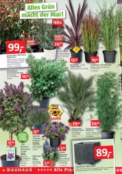 Gazetka promocyjna Bauhaus - Prospekte - Gazetka - ważna od 04.06 do 04.06.2022 - strona 18 - produkty: asus, bambus, basilikum, Blüte, calibrachoa, Container, elle, Garten, hama, kirsch, lavendel, mac, mehl, Nektar, orange, pflanze, pflanzen, sekt, Ti, topf, übertopf, wasser, zauberglöckchen