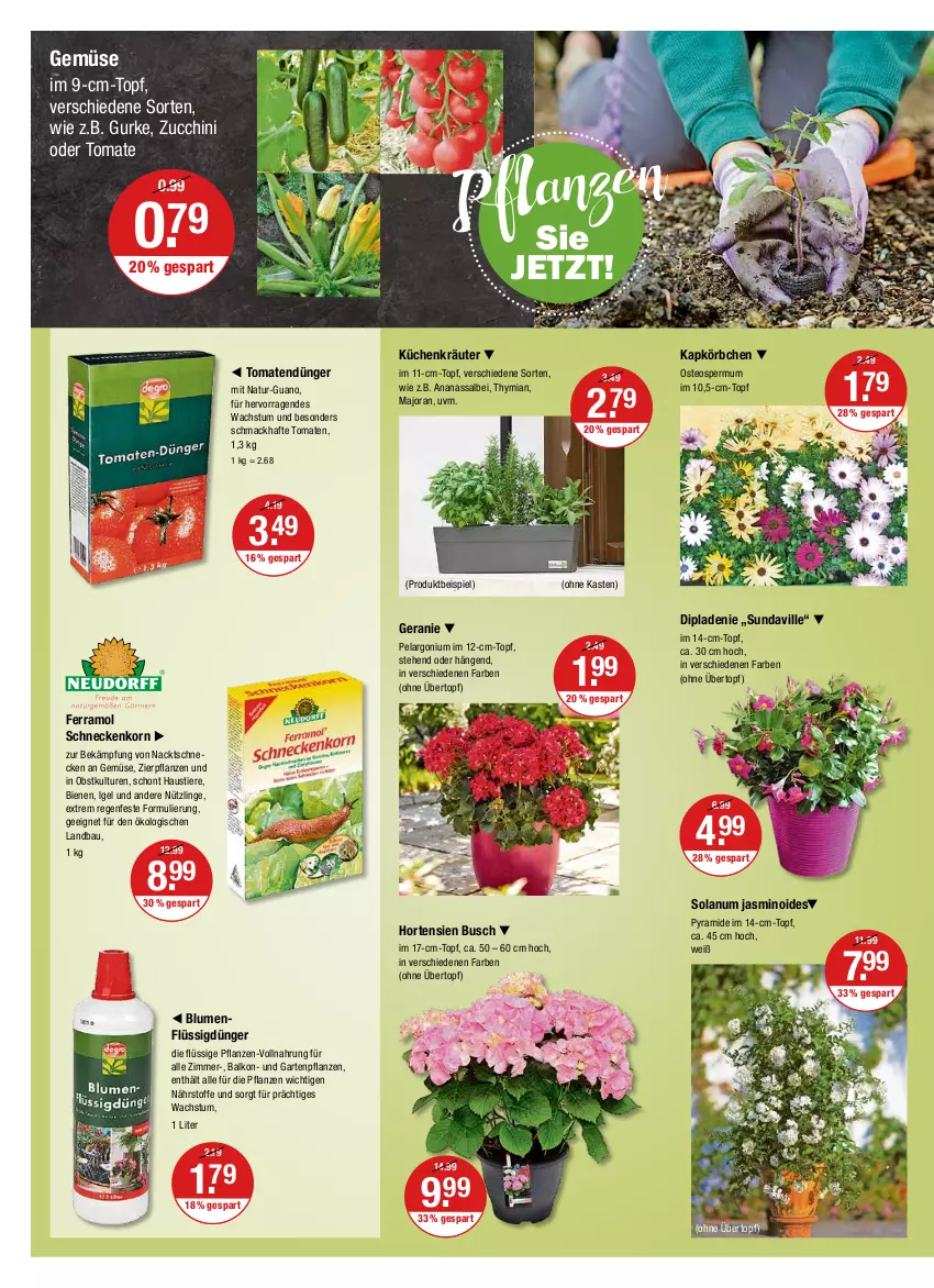 Aktueller Prospekt Vmarkt - V-Markt - von 28.04 bis 04.05.2022 - strona 20 - produkty: ananas, aust, Bau, blume, blumen, dip, dünger, eis, ferramol schneckenkorn, flüssigdünger, Garten, Gartenpflanze, geranie, gurke, hortensie, hortensien, im 9-cm-topf, Körbchen, korn, kräuter, küche, Küchen, mac, natur, obst, Pelargonium, pflanze, pflanzen, schneckenkorn, Stier, Ti, Tiere, tomate, tomaten, topf, übertopf, zucchini