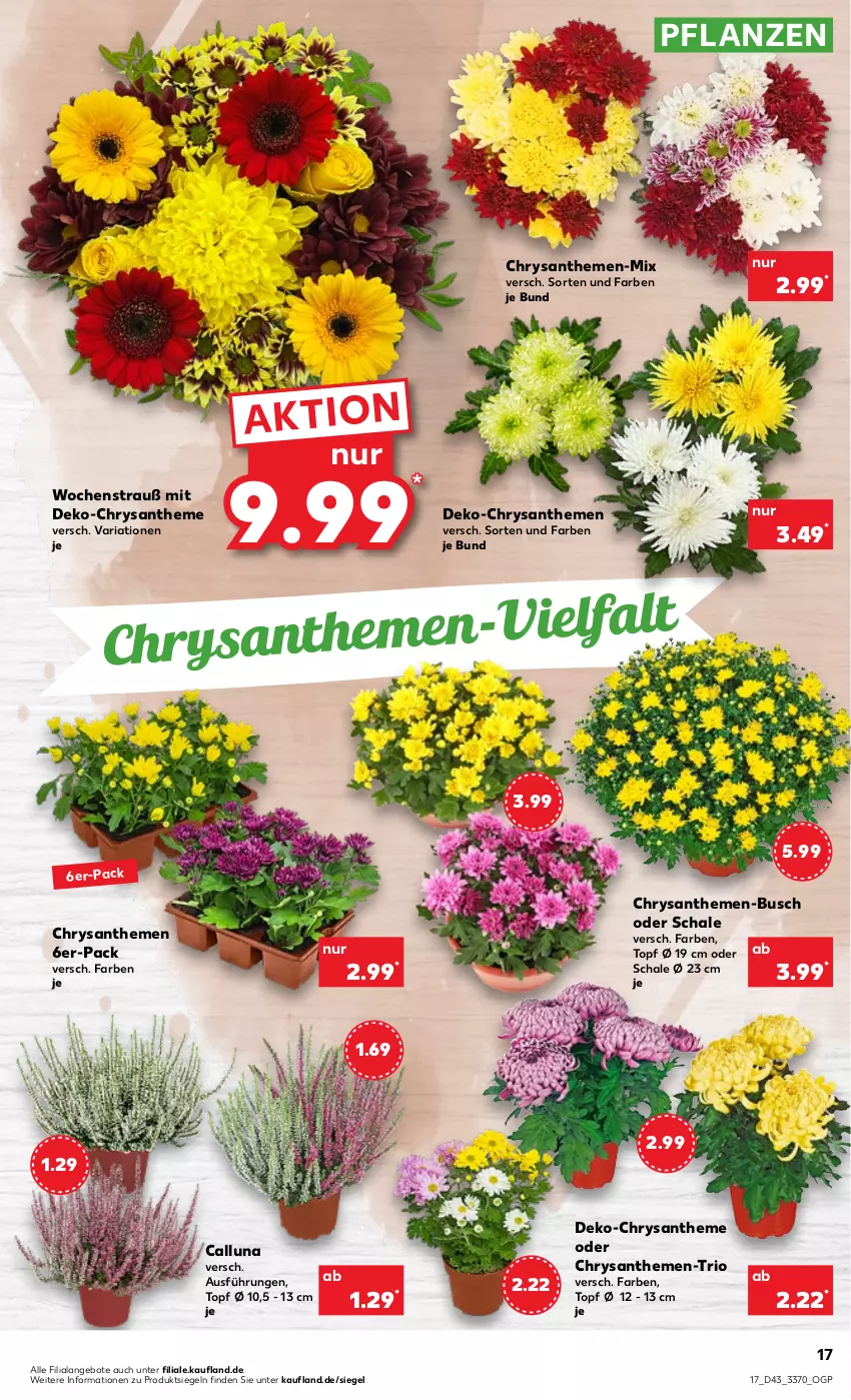 Aktueller Prospekt Kaufland - von 27.10 bis 02.11.2022 - strona 17 - produkty: angebot, angebote, chrysanthemen, pflanze, pflanzen, Ria, Schal, Schale, Ti, topf