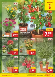 Gazetka promocyjna Netto Marken-Discount - Filial-Angebote - Gazetka - ważna od 08.07 do 08.07.2023 - strona 9 - produkty: angebot, bambus, bestpreis, chili, chrysanthemen, eis, hot chili, Kalanchoe, lavendel, paprika, pflanze, pflanzen, reis, snack, stauden, Ti, tomate, topf, ZTE