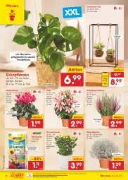 Gazetka promocyjna Netto Marken-Discount - Filial-Angebote - Gazetka - ważna od 07.10 do 07.10.2023 - strona 6 - produkty: Alpenveilchen, bestpreis, blume, blumen, blumenerde, Blüte, chrysanthemen, eis, ente, erde, Grünpflanzen, Körbchen, Mode, monster, Monstera, ndk, pflanze, pflanzen, reis, Sukkulente, Ti, topf, übertopf