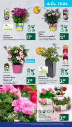 Gazetka promocyjna Aldi Nord - Aldi-Vorschau - Gazetka - ważna od 30.04 do 30.04.2022 - strona 17 - produkty: auer, Blüte, Brei, Container, dip, dipladenia, geranie, geranien, gin, kulturtopf, pflanze, Ria, rosen, Ti, topf, Yo, ZTE