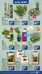 Gazetka promocyjna Aldi Nord - Von Montag - Gazetka - ważna od 20.04 do 20.04.2024 - strona 21 - produkty: banane, Becher, beere, beeren, beutel, bio, blume, blumen, blumenerde, Blüte, brombeere, dünger, erdbeere, erde, Garten, Gartenpflanze, gin, himbeer, himbeere, kaffee, kokos, kulturtopf, lavendel, monati, obst, orchidee, orchideen, pflanze, pflanzen, pflanzerde, Rauch, Ria, stauden, Ti, tomate, topf, und gemüse, wasser, ZTE