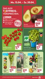 Gazetka promocyjna Aldi Nord - Von Montag - Gazetka - ważna od 20.04 do 20.04.2024 - strona 3 - produkty: aldi, angebot, apfel, avocado, avocados, ball, Bau, bio, eis, gin, kräuter, kulturtopf, mini-rispentomaten, obst, pflanze, pflaume, reis, Ria, rispentomaten, Schal, Schale, Ti, tiefpreis, tomate, tomaten, topf, trolli, Vase, ZTE