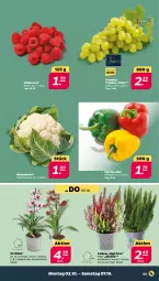 Gazetka promocyjna Netto - Woche 40 - Gazetka - ważna od 07.10 do 07.10.2023 - strona 3 - produkty: beere, beeren, blume, blumen, blumenkohl, himbeer, himbeere, himbeeren, orchidee, paprika, Ria, Ti, topf, trauben