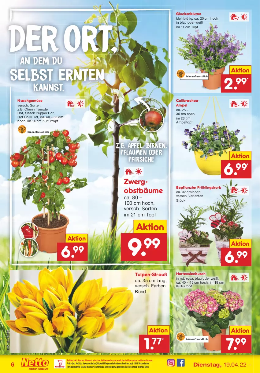 Aktueller Prospekt Netto Marken-Discount - Filial-Angebote - von 19.04 bis 23.04.2022 - strona 6 - produkty: Birnen, blume, calibrachoa, eis, hortensie, hortensien, korb, kulturtopf, ndk, obst, oder pfirsiche, pfirsich, pfirsiche, pflaume, pflaumen, reis, Ria, snack, Ti, tomate, topf, versandkostenfrei, ZTE