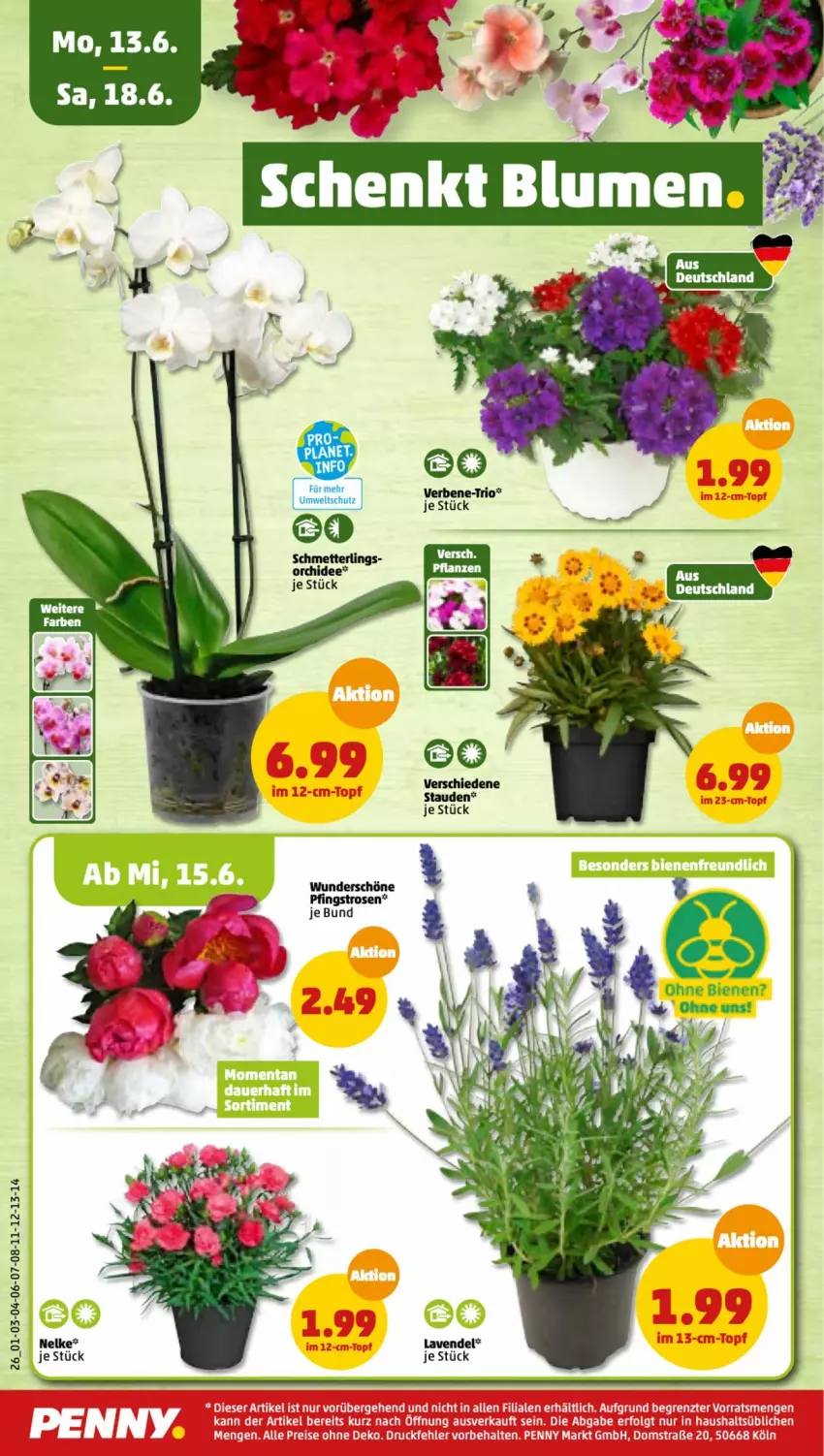 Aktueller Prospekt Penny - Prospekte - von 13.06 bis 18.06.2022 - strona 26 - produkty: lavendel, Mett, orchidee, Pfingstrosen, rosen, Schmetterling