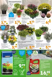 Gazetka promocyjna  - Gazetka - ważna od 31.08 do 31.08.2024 - strona 3 - produkty: auer, bio, blume, blumen, Blüte, chrysanthemen, dessert, Draht, ente, erde, Heu, Kraut, Pelargonium, pflanze, pflanzen, ring, sac, Ti, Tiere, topf, wasser