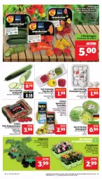 Gazetka promocyjna Marktkauf - Prospekt - Gazetka - ważna od 25.05 do 25.05.2024 - strona 9 - produkty: aktionspreis, champignon, champignons, deka, eis, eisbergsalat, gurke, gurken, LG, Lobelie, nuss, paprika, paprika mix, pflaume, pflaumen, reis, rispentomaten, Romatomaten, salat, snack, snacks, Ti, tomate, tomaten, topf, ZTE