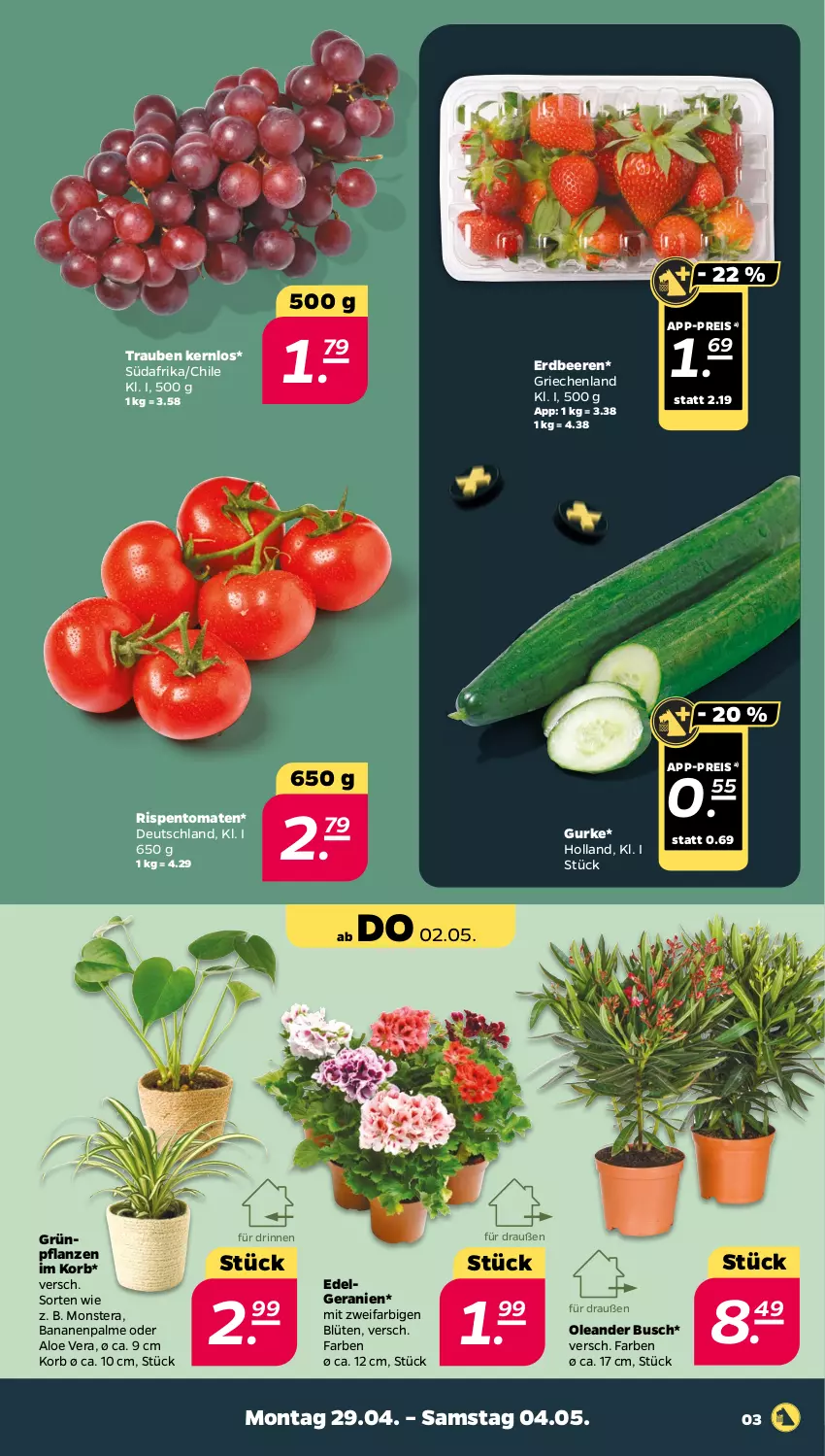 Aktueller Prospekt Netto - Woche 18 - von 29.04 bis 04.05.2024 - strona 3 - produkty: aloe vera, banane, bananen, beere, beeren, Blüte, eis, erdbeere, erdbeeren, geranie, geranien, Grünpflanzen, gurke, korb, LG, monster, Monstera, pflanze, pflanzen, reis, rispentomaten, tomate, tomaten, trauben