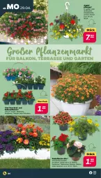 Gazetka promocyjna Netto - Woche 18 - Gazetka - ważna od 04.05 do 04.05.2024 - strona 4 - produkty: balkonpflanzen, beetpflanzen, Begonie, calibrachoa, dahlie, eis, Garten, Kraut, petunie, petunien, pflanze, pflanzen, Schal, Schale, Ti